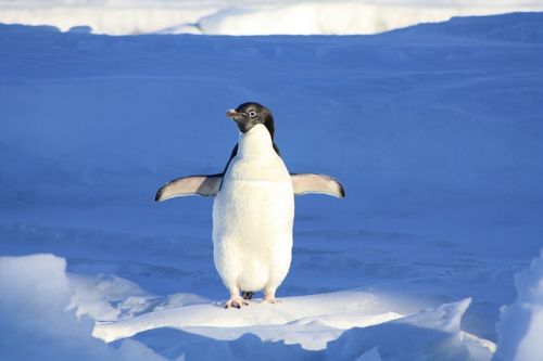 Pingvin algoritmus cikkhez egy pingvin képe